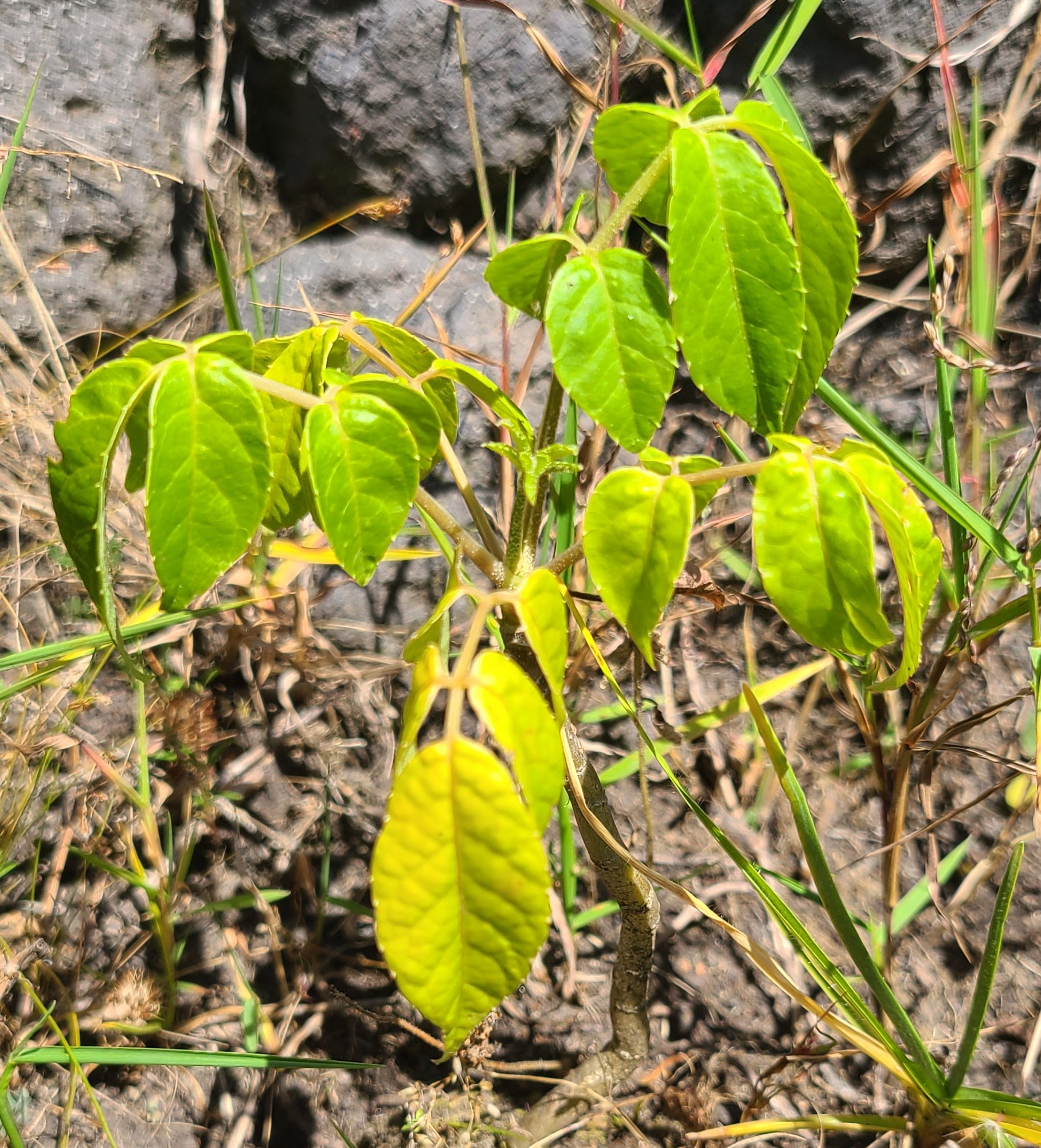 Polyscias fulva